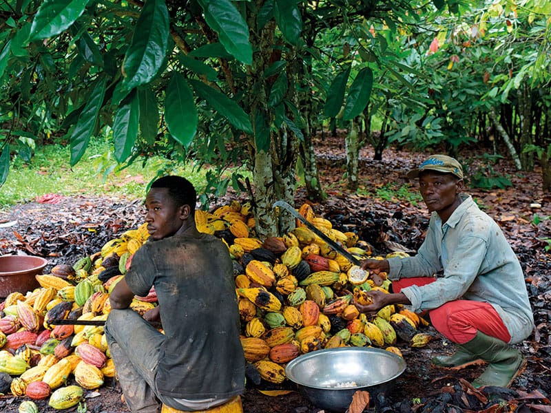 Cocoa Farmers Accuse Some COCOBOD Officials of Secret Cocoa Buying Activities