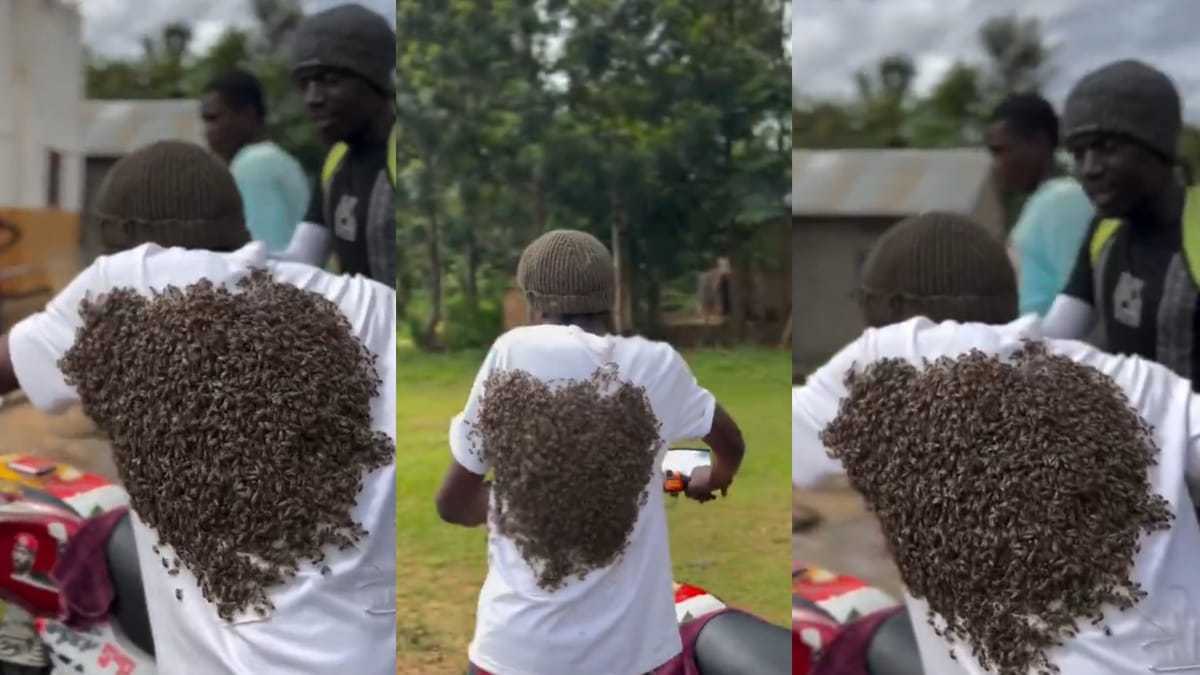 Uganda: Thief Returns Stolen Motorcycle After Swarm of Bees 'Arrested' Him