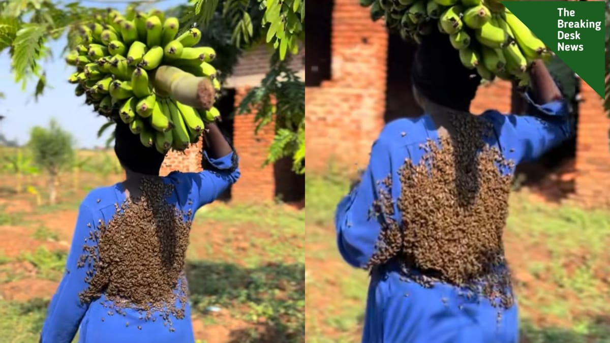 Woman Returns Stolen Plantain After Being  Arrested by Bees