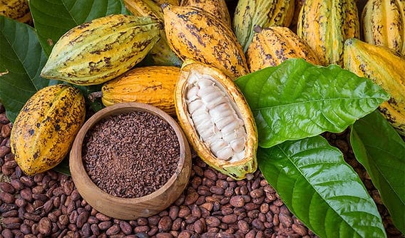 Ghana Increases Cocoa Producer Price to GHC 3,625 per Bag